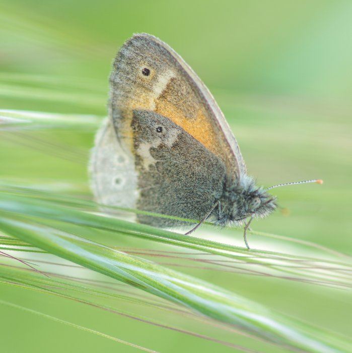 butterfly-shutterstock_275048891jpg