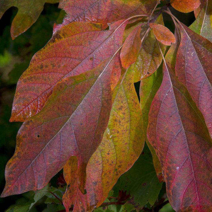 wab-can-trail-sassafras-early-fall-019jpg