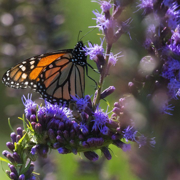 monarch-on-blazing-starjpg