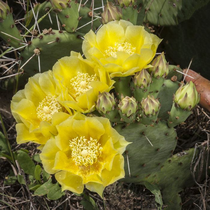 prickly-pear-cactus-flower-sand-dunes-020-editjpg