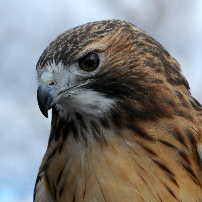 red-tailed-hawk-025jpg