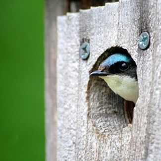 New Houses Will Benefit Birds and Bats