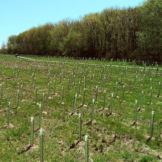 47,000 Trees Planted in April