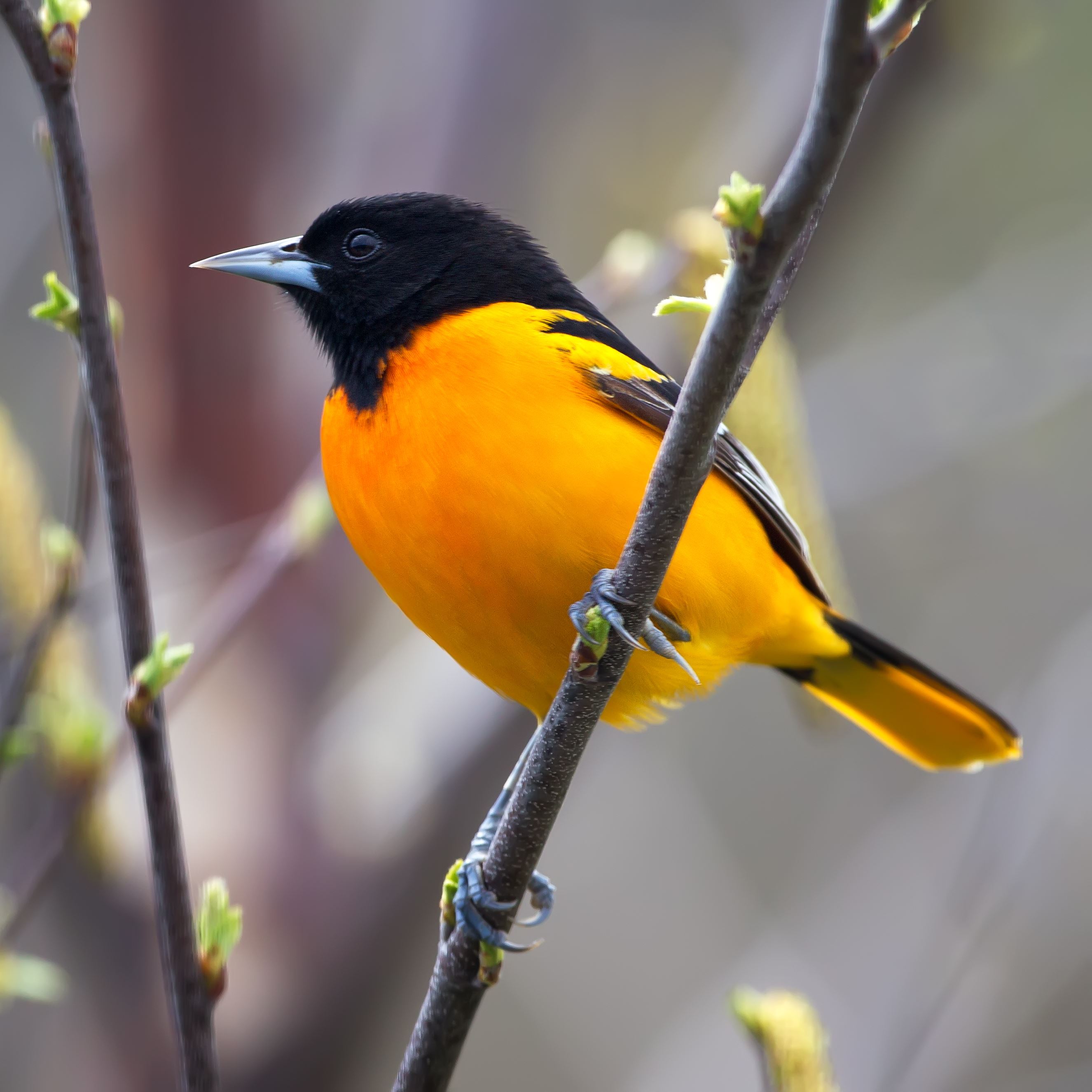 oriole-shutterstock_102941126jpg