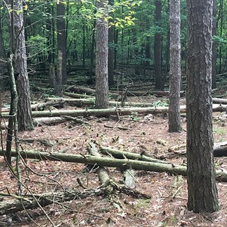 Pine Tree Management Planned at Oak Openings