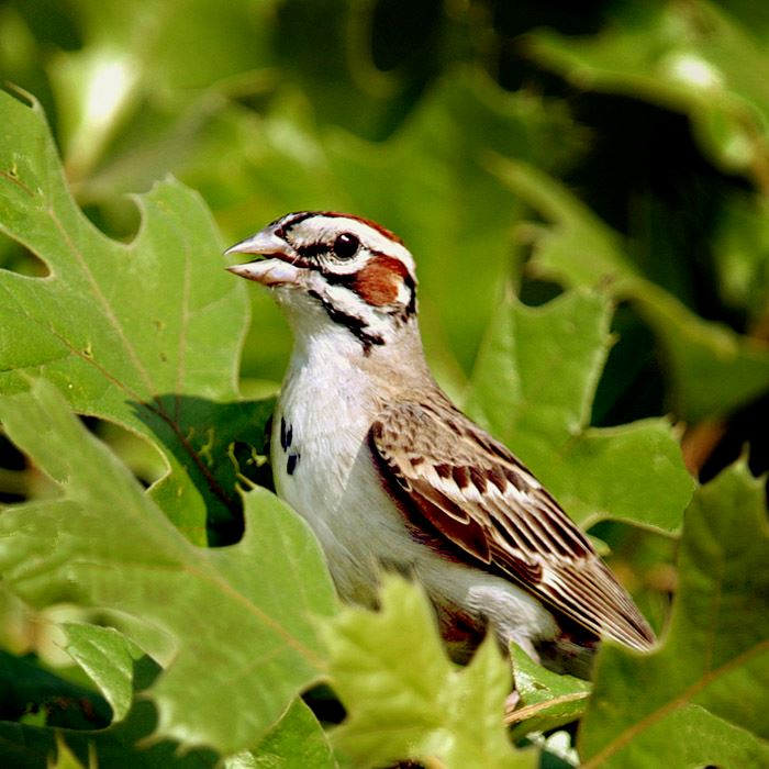 lark-sparrow-in-oak-girdham-retouchjpg