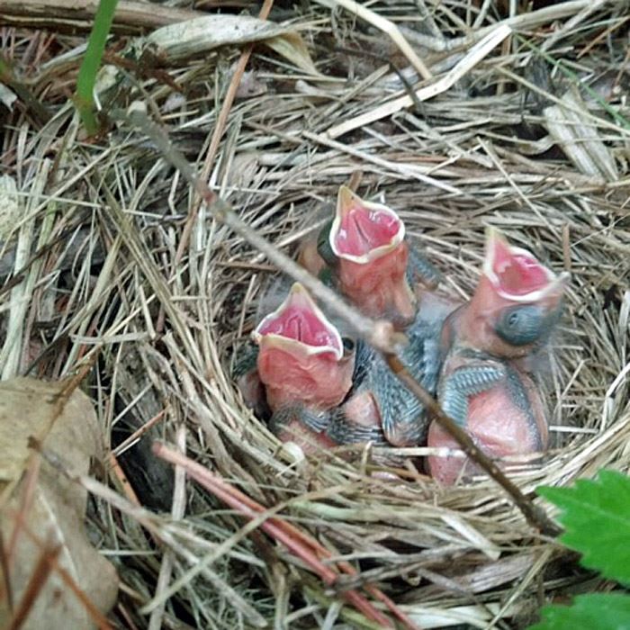 lark-sparrow-chicksjpg