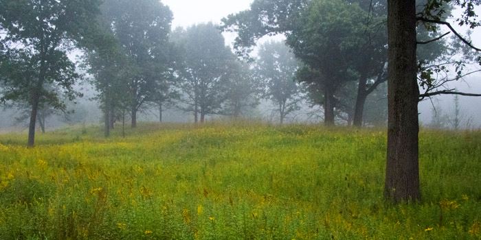 Oak Openings Preserve Metropark