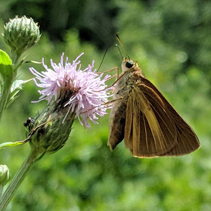 dukes-skipper_700x700jpg