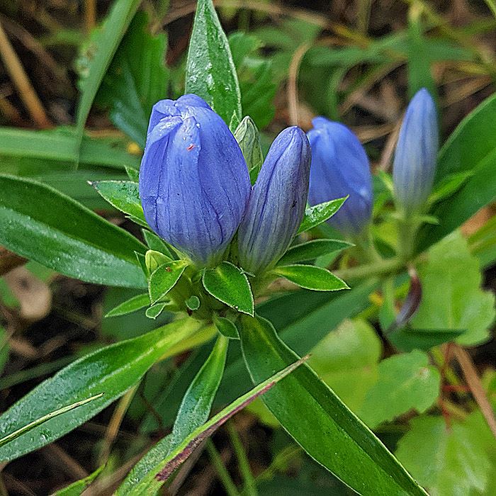 soapwort-gentianjpg