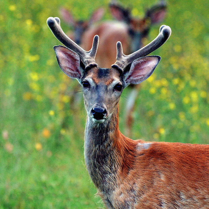 deer-management.jpg