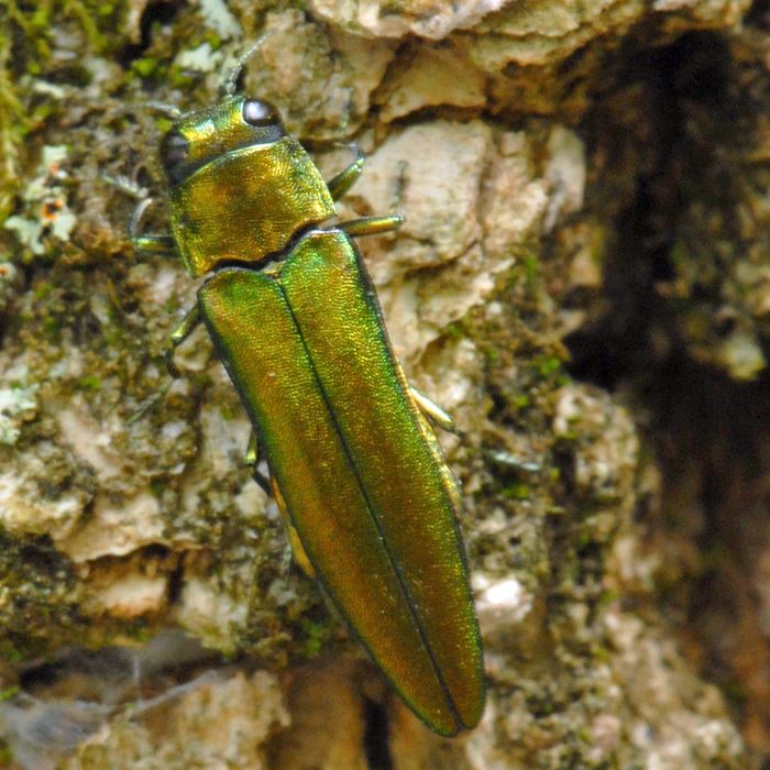 emerald-ash-borer-oo-june-26-2007jpg