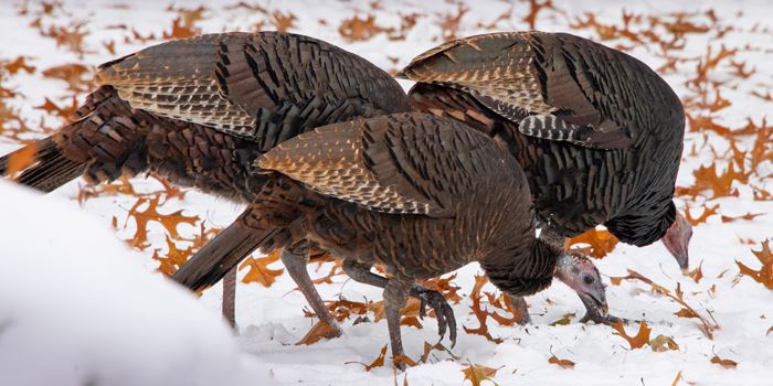 wild-turkey-700-x-350jpg