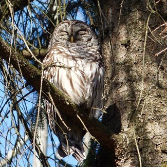 irwin-barred-owl-steves-photo-002-700x500jpg
