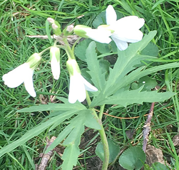 Cut-leaved Toothwort