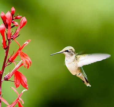 humminbird-w_-cardinal-flower-shutterstock_1037644792-350x350jpg