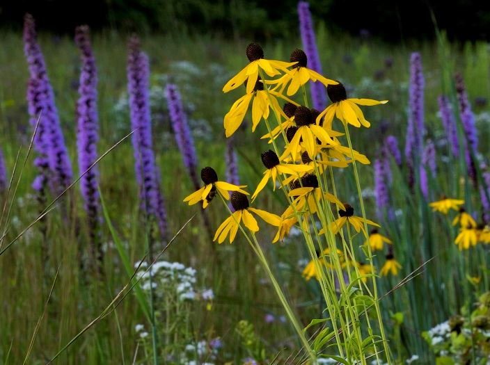 coneflower-w-bergamot-blaz-str-mint-eber-laplants-meadow-prairie-049-350x350jpg-1