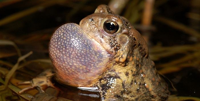 toad-shutterstock_24832816-700x350jpg