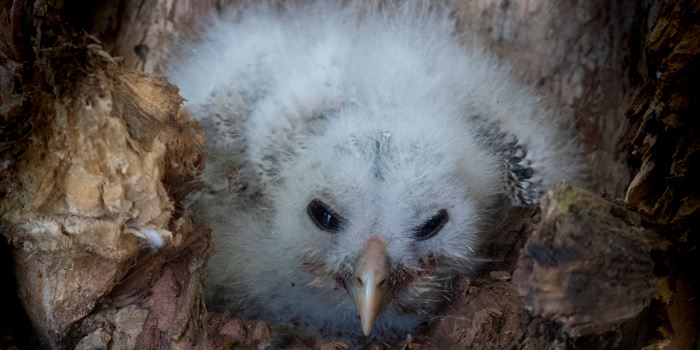 barred owl nest