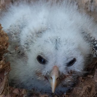 350secor-barred-owl-returned-to-nest-secor-5-6-2020-weber-067jpg