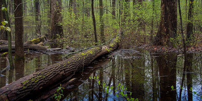 pearson-great-black-swamp-forest-thumbnailjpg