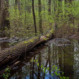 pearson-great-black-swamp-forest-thumbnailjpg