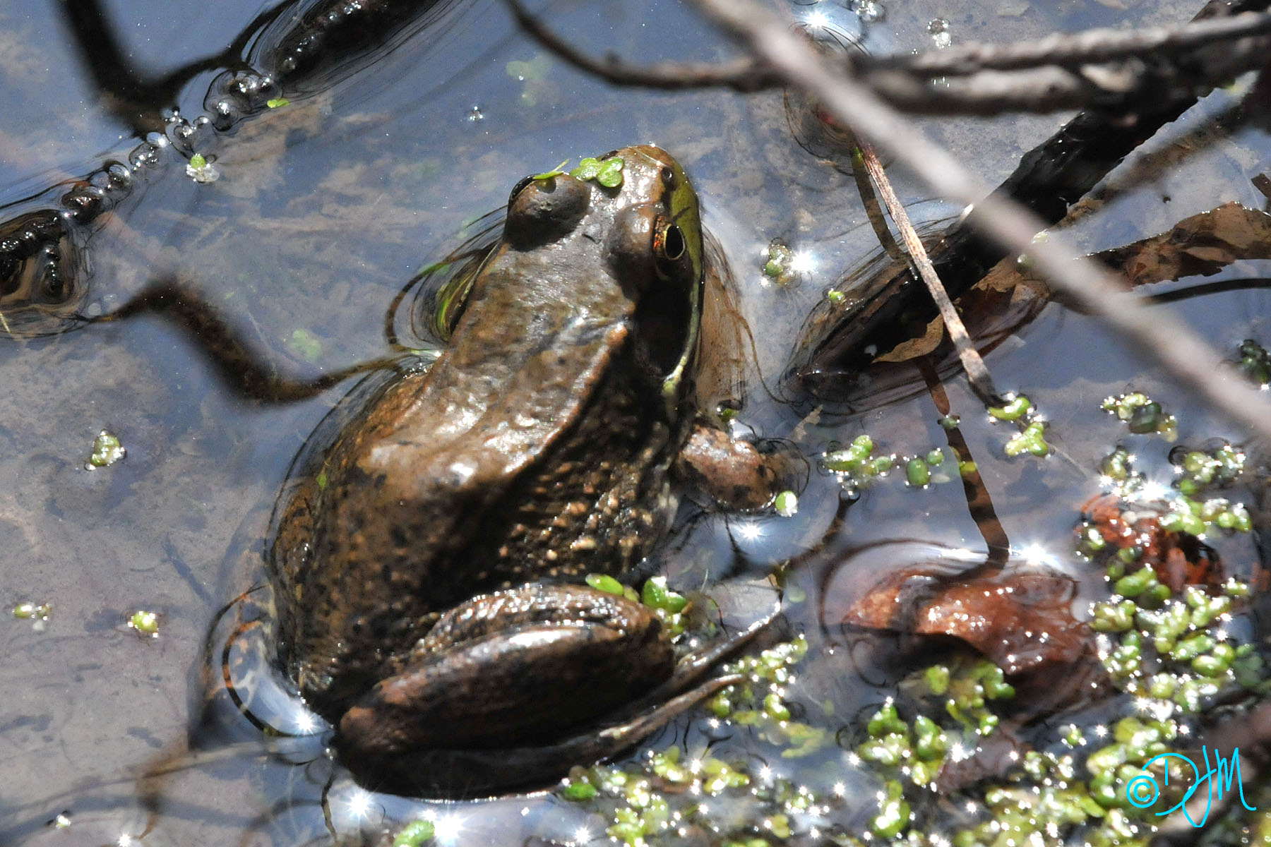 Frog Around Town: Pedagogic pollywogs reunited after theft from Toledo  business