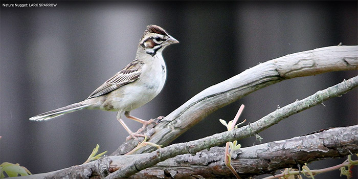 Nature Nugget: Lark Sparrow