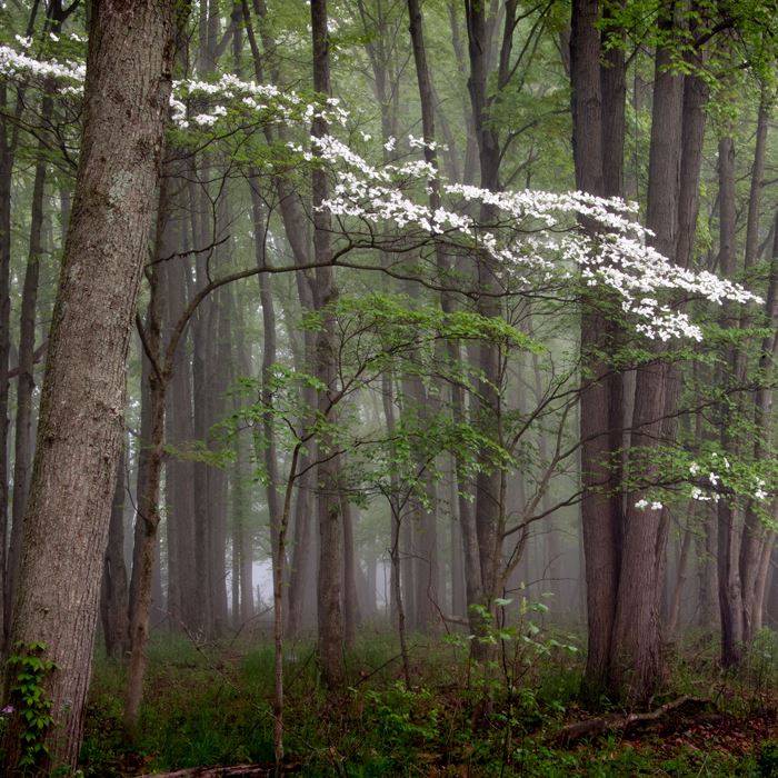 dogwood-flowering-oo-evlk-5-23-2020-weberjpg