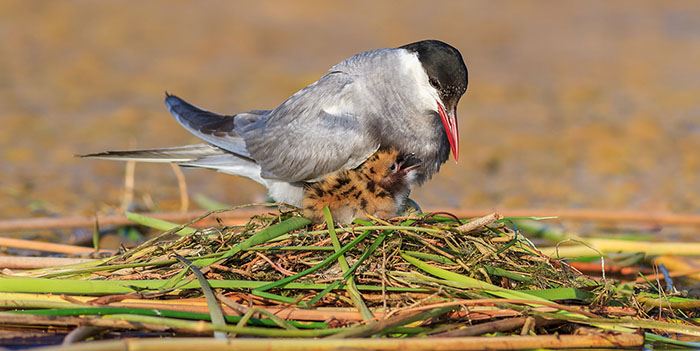 common-tern-dreamstime_xxl_104680349-700x350jpg