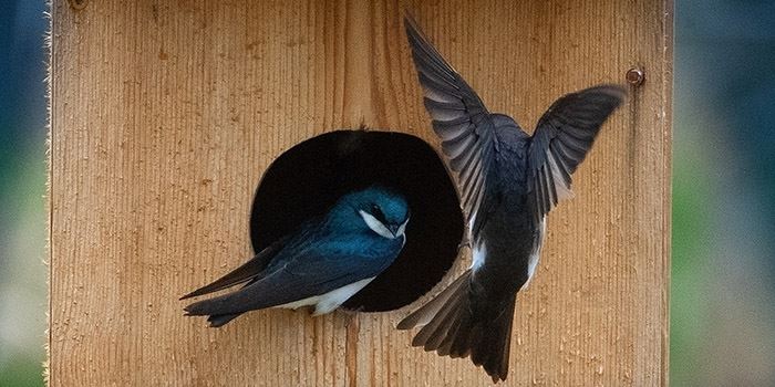 swallows-tree-on-wood-duck-box-winous-pt-mc-weber-026jpg