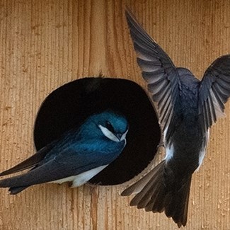 swallows-tree-on-wood-duck-box-winous-pt-mc-weber-026jpg