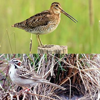 wilsons-snipe-and-lark-sparrow-combined1jpg