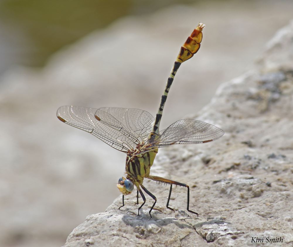 flag-tailed-spinyleg-wiregrass-kim-smithjpg