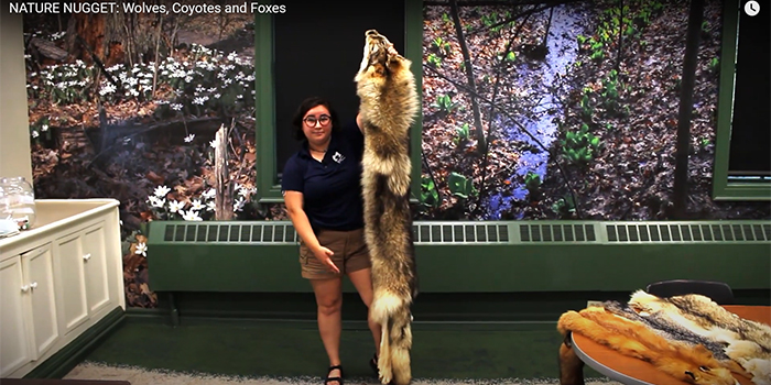 Nature Nugget: Wolves, Coyotes and Fox