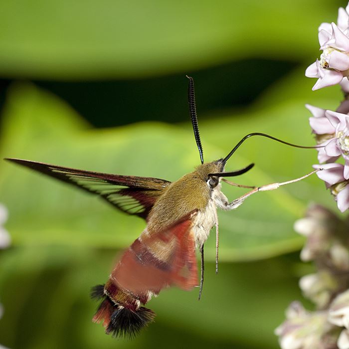 moth bjd