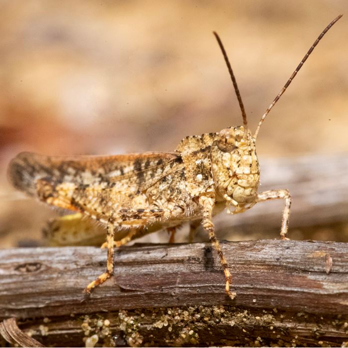 grasshopper-mottled-sand-cmpcour-oo-8-12-2020-012jpg