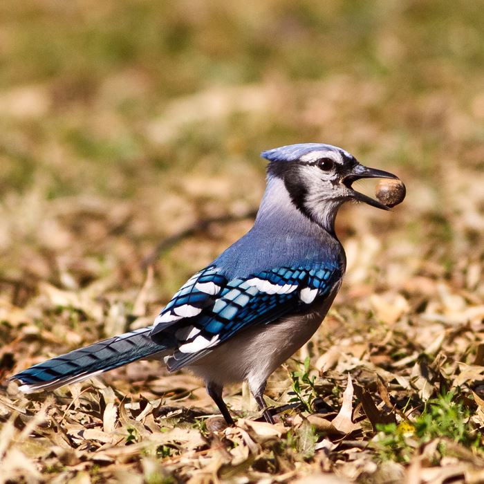 blue-jay-w_acorn-shutterstock_77830633jpg