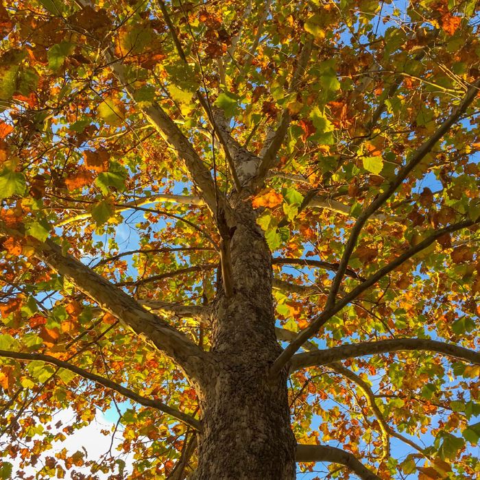 buttonwood sycamore tree