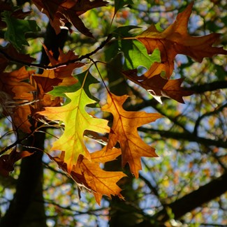 pin-oak-dreamstime_xxl_47000043jpg