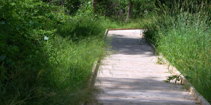 Secor Wetwoods Trail