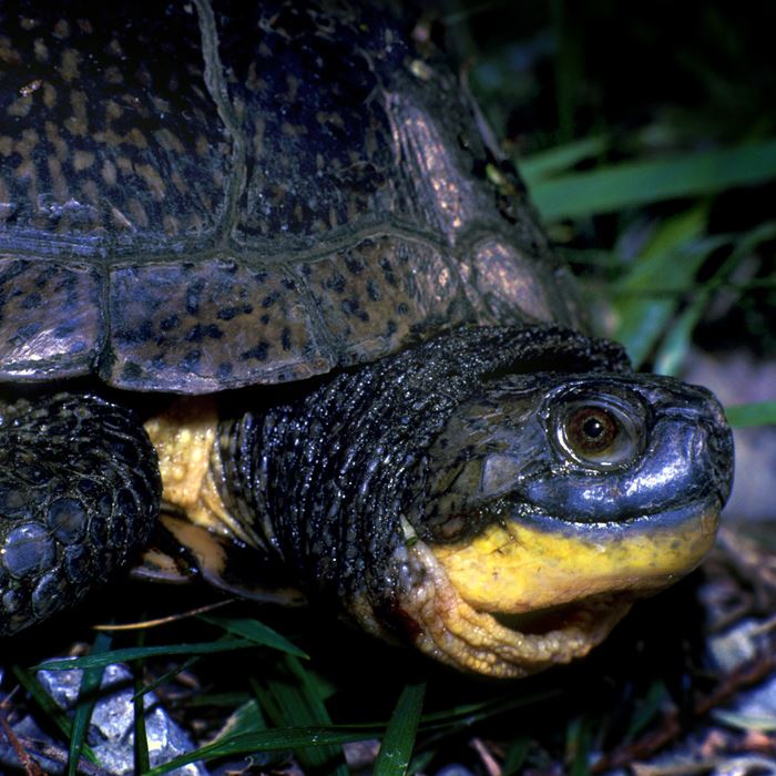 blandings-turtle-adjjpg