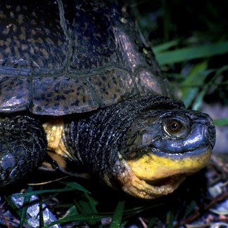 Wetland Improvements Benefit Turtles