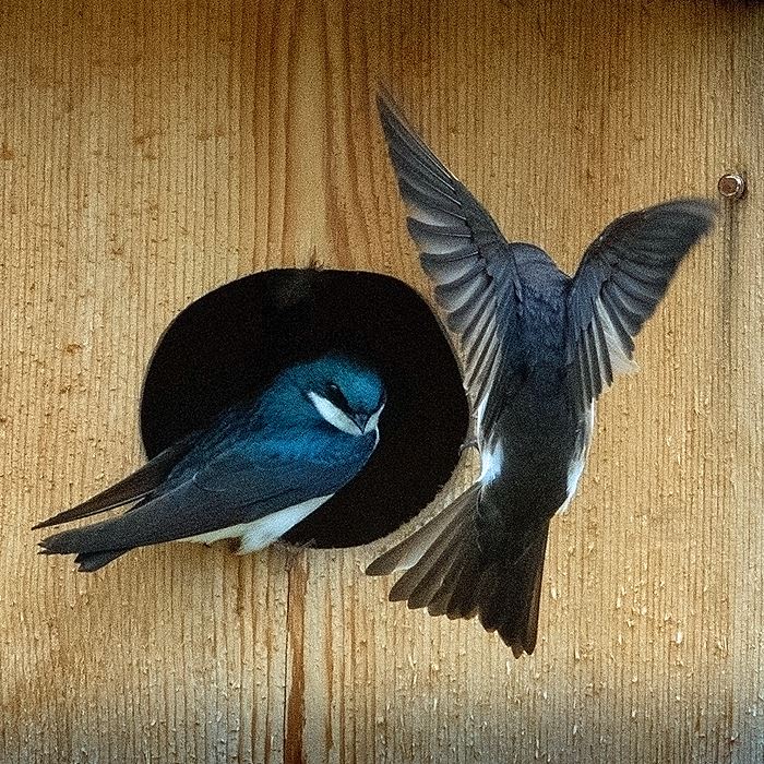 swallows-tree-on-wood-duck-box-winous-pt-mc-weber-026jpg-1