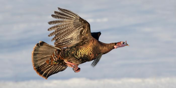 wild turkey flying