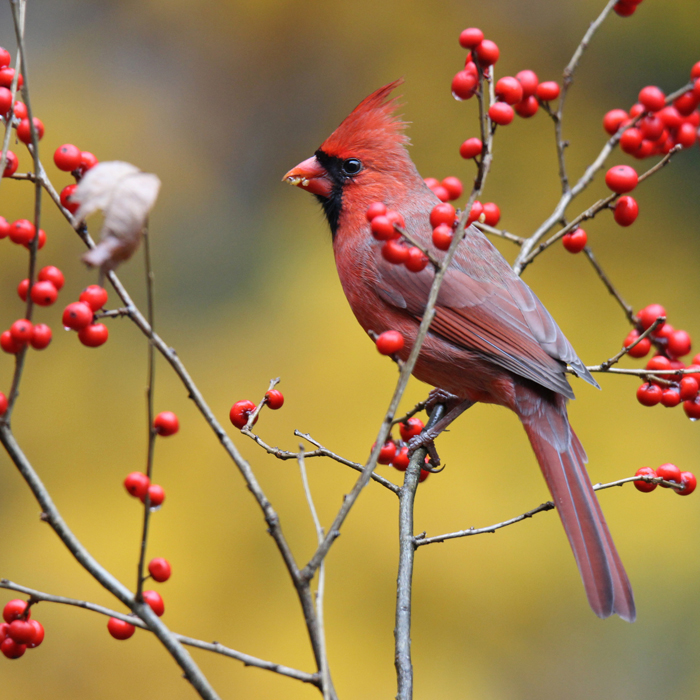 Northwest Ohio’s Holly | Metroparks Toledo