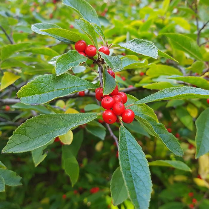 10 Trees And Shrubs With Red Berries - Red Berries For Winter Interest