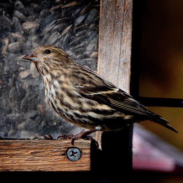 siskin-pine-female-weber-yawberg-11-3-2020-001jpg