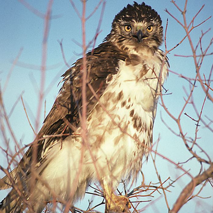 red-tailed-good-shot-ww-copyjpg