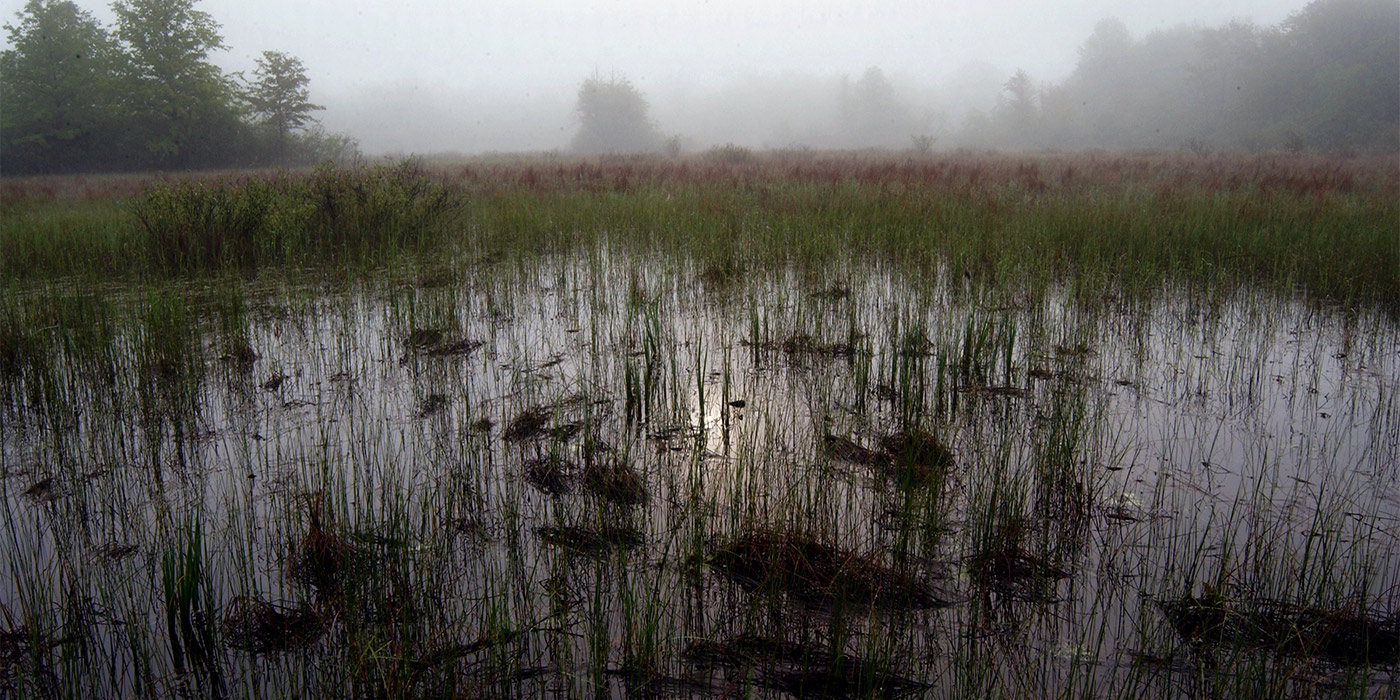 1400x700-wetlands-5.jpg